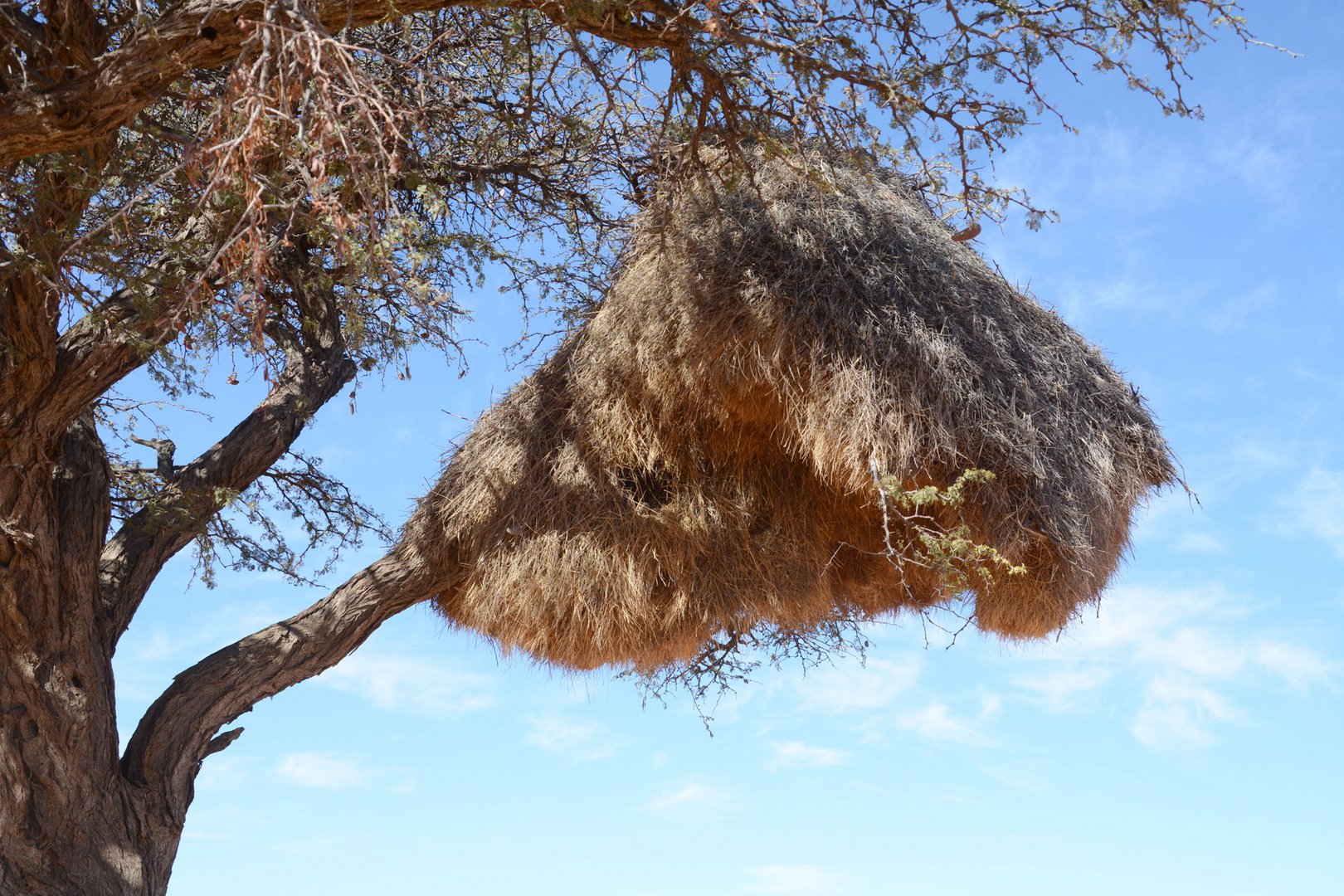 Das erste Nest der Siedelweber