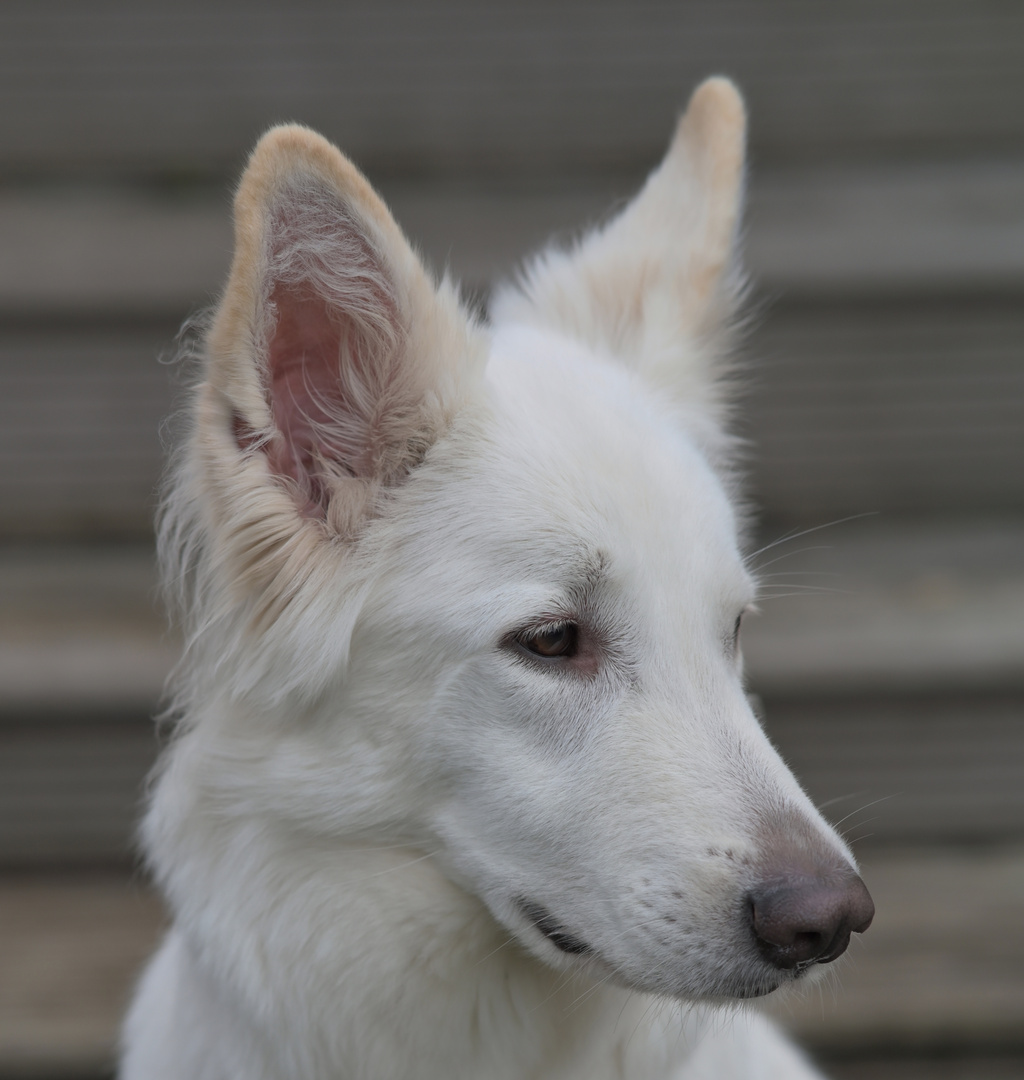 Das erste Portrait von Alyssa mit dem 85/1.8