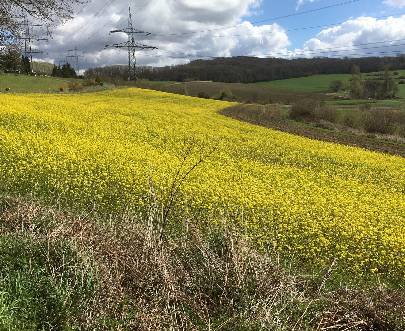 das erste Rapsfeld in diesem Jahr