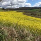 das erste Rapsfeld in diesem Jahr