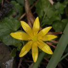 Das erste Scharbockskraut (Ficaria verna) blüht in unserem Garten