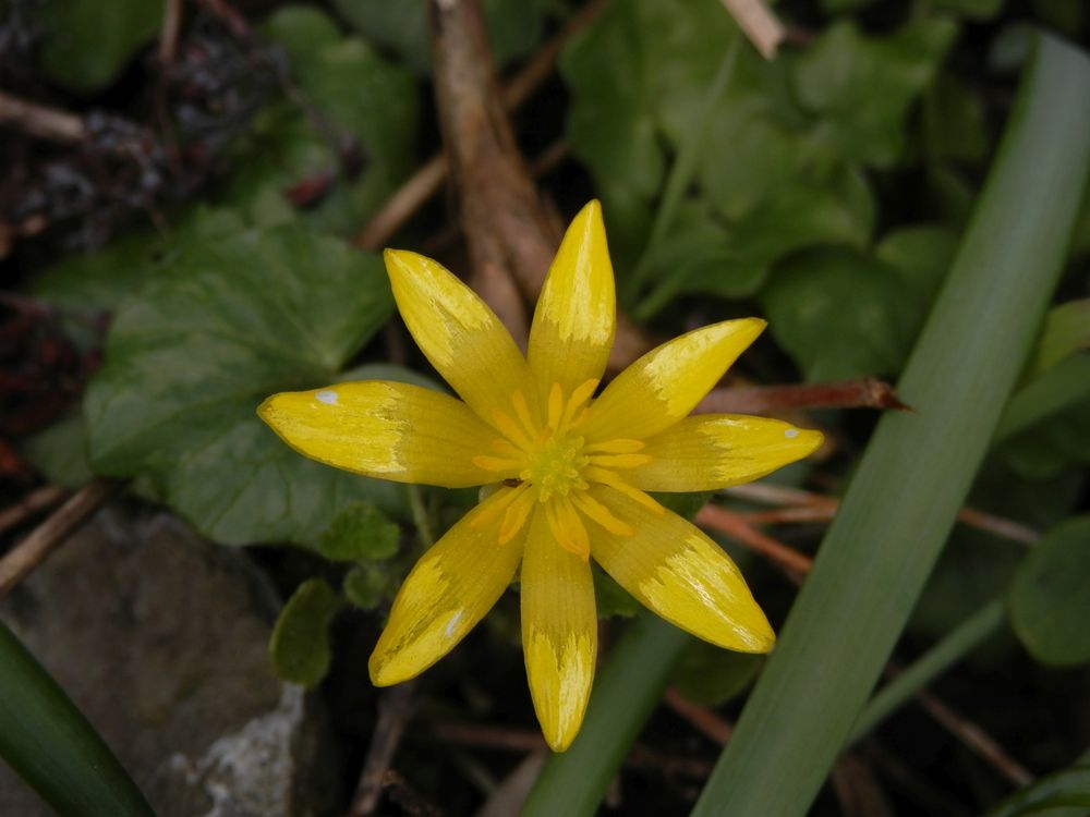 Das erste Scharbockskraut (Ficaria verna) blüht in unserem Garten