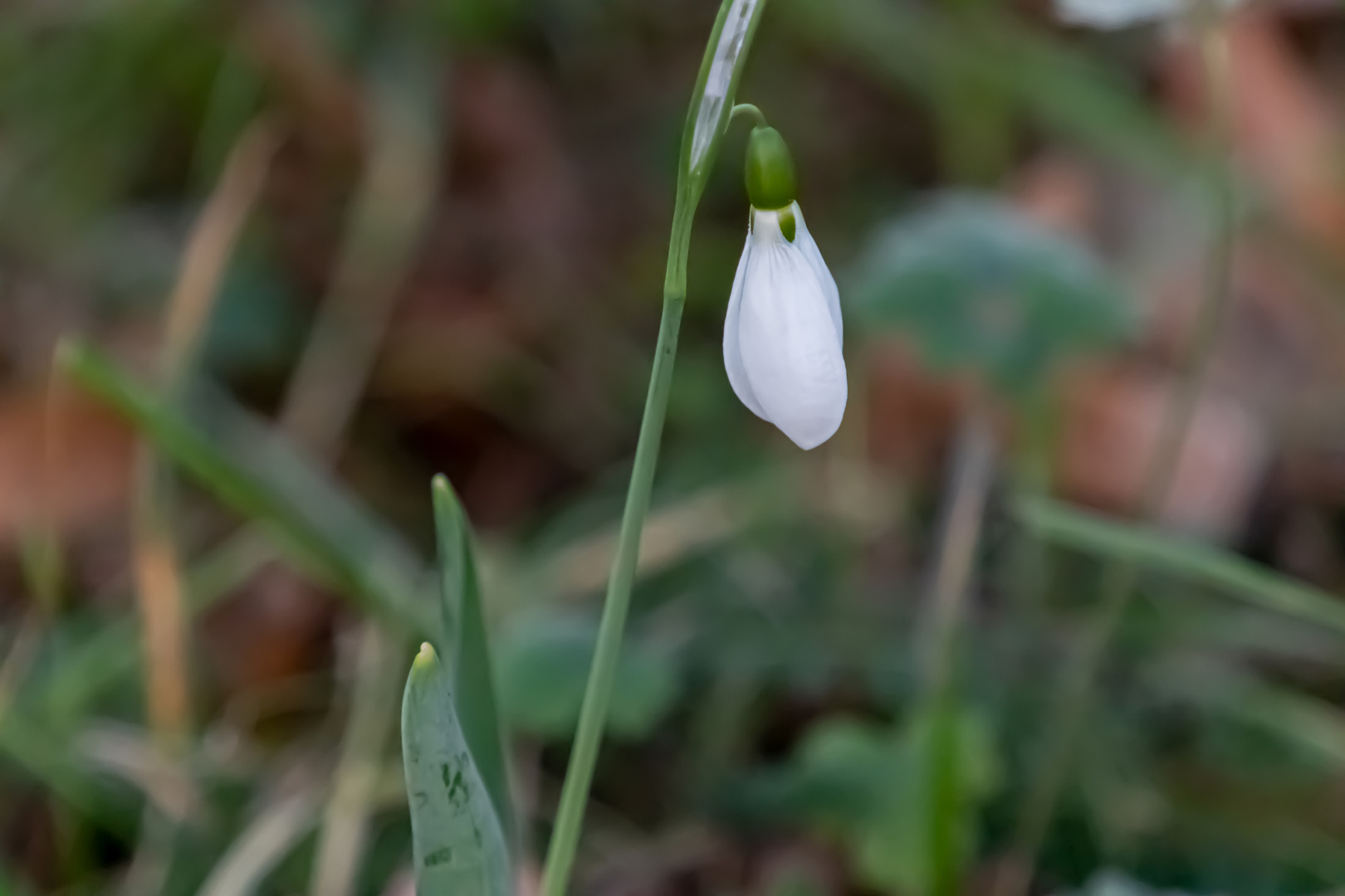 Das erste Schneegloeckchen