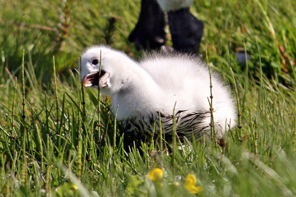 Das erste Singschwan Kind 2