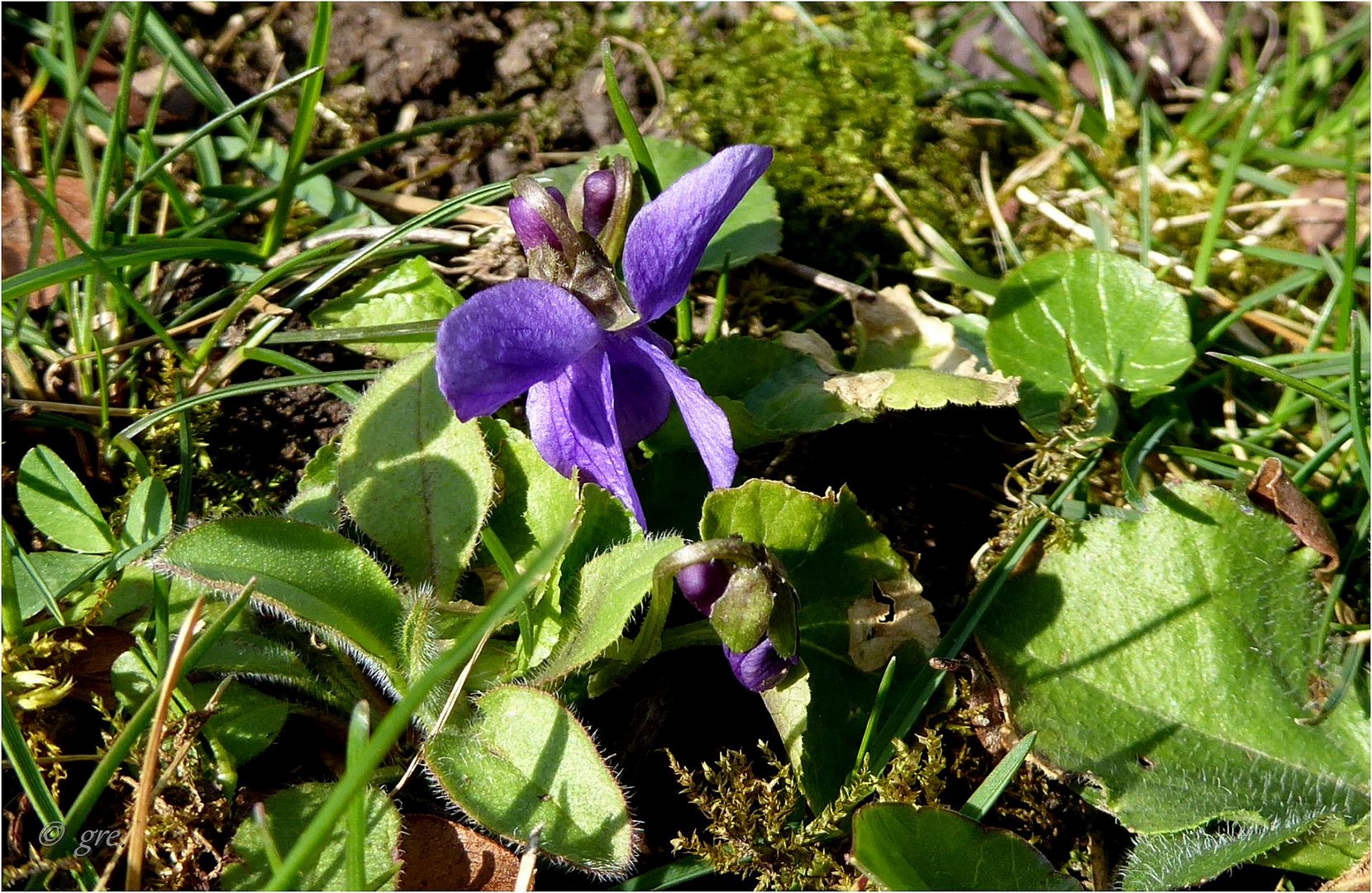 Das erste Veilchen im Garten