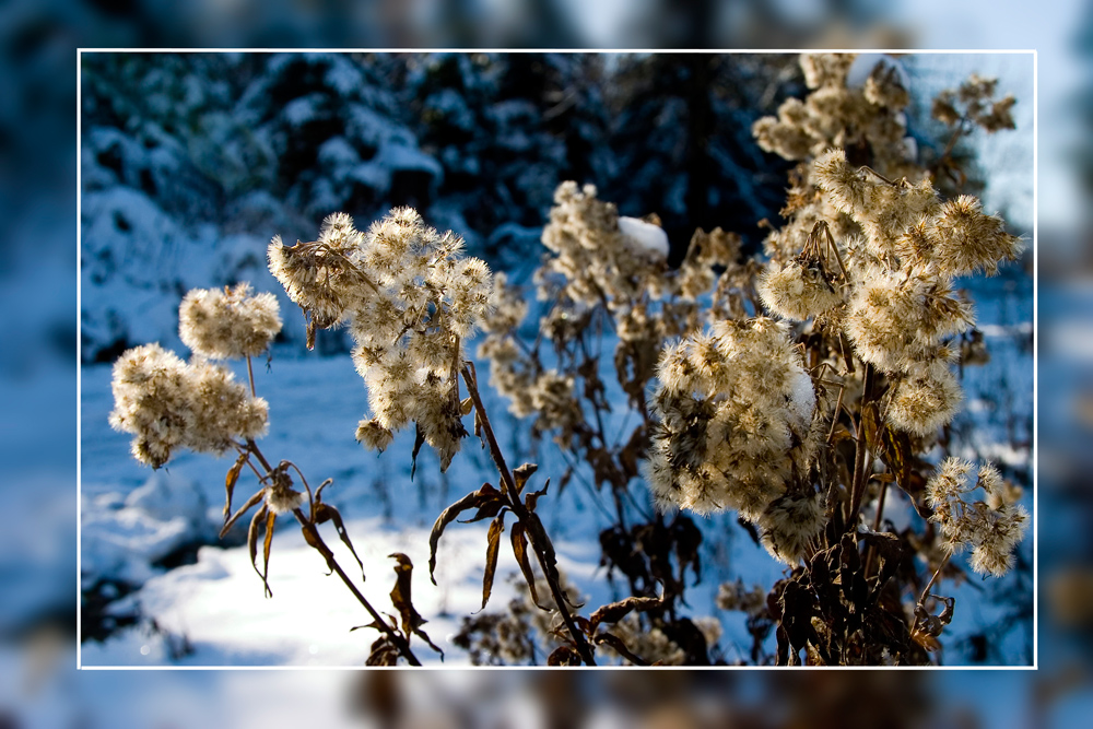 das erste Winterbild