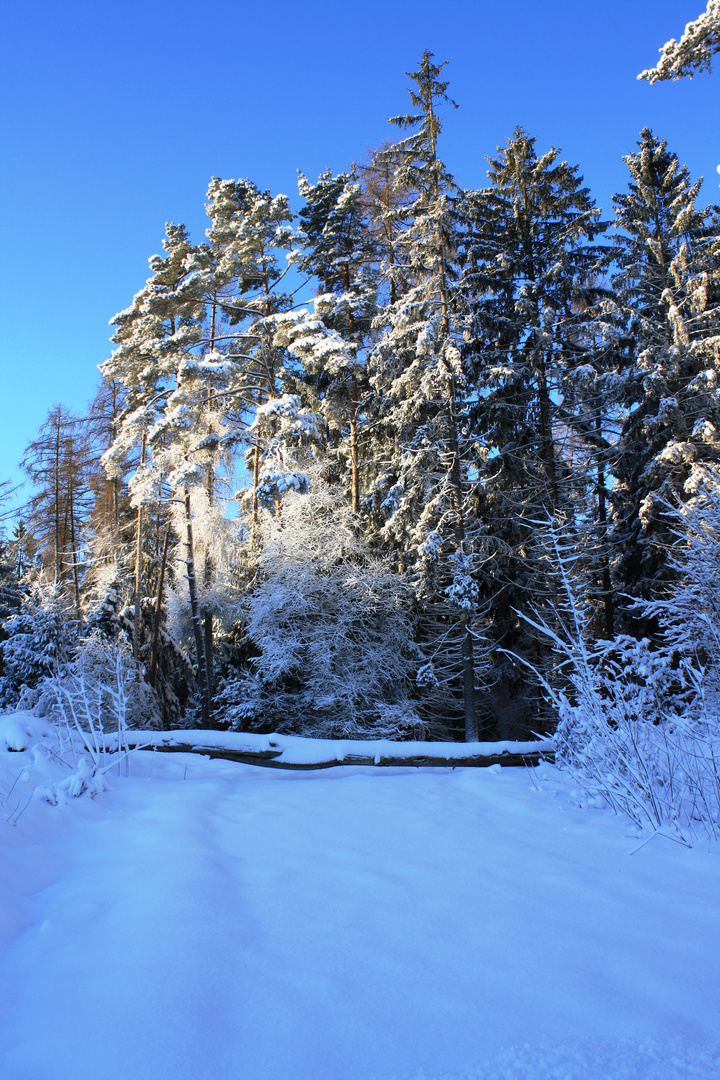 Das erste Winterfoto