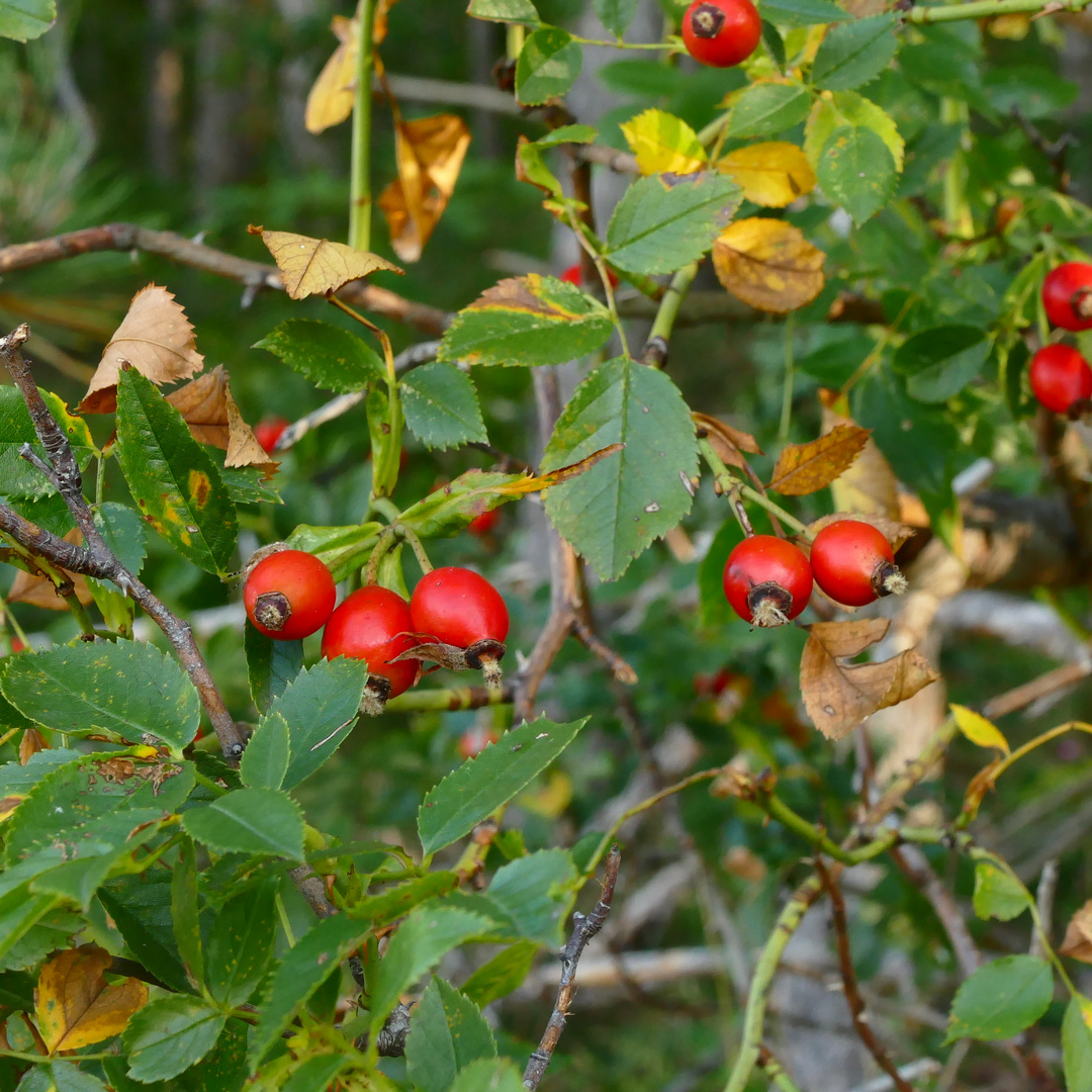 Das erste wirkliche Herbstbild