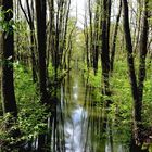 Das erste zarte Grün im Spreewald