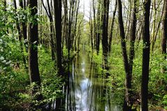 Das erste zarte Grün im Spreewald