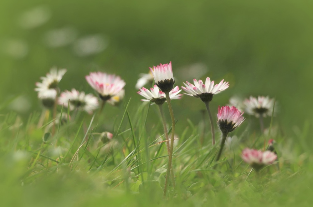 Das Erwachen der Gänseblümchen