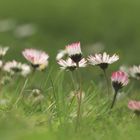 Das Erwachen der Gänseblümchen