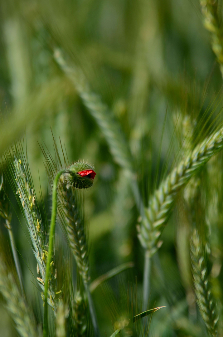 Das Erwachen der Mohnblume...