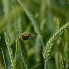 Das Erwachen der Mohnblume...