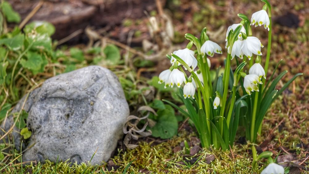 Das Erwachen der Natur