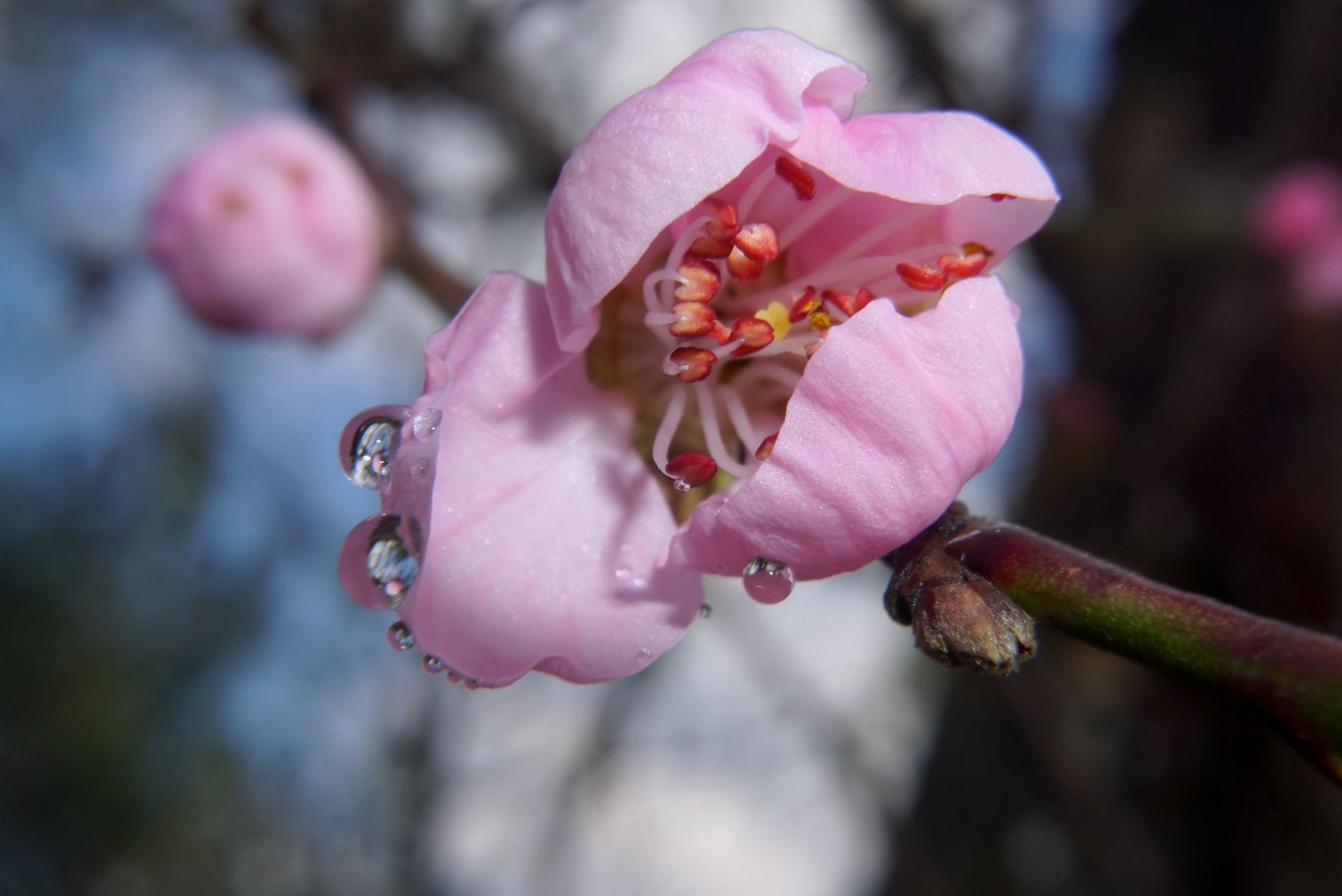 Das Erwachen der Pfirsichblüte