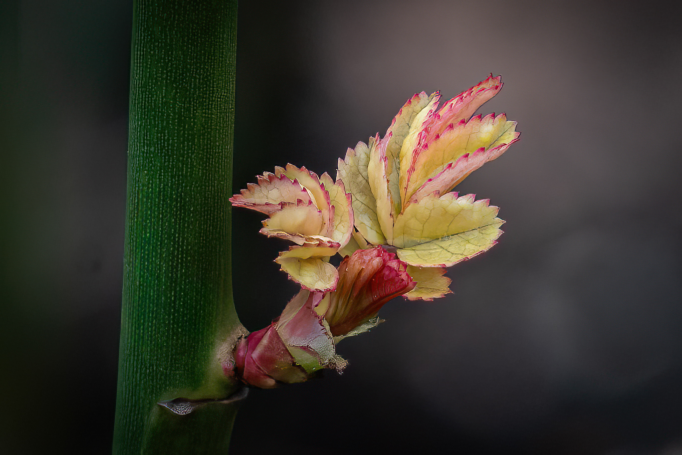 Das Erwachen einer Rose