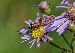 Das Esparsetten-Widderchen . . . 