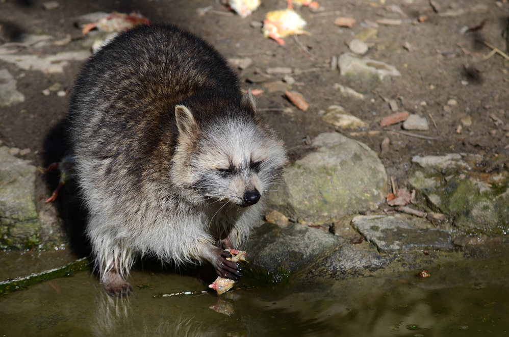 Das Essen wird erst gewaschen deshalb Waschbär !