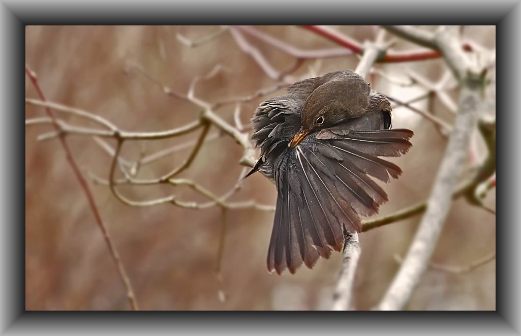 Das etwas andere "Amsel-bild"