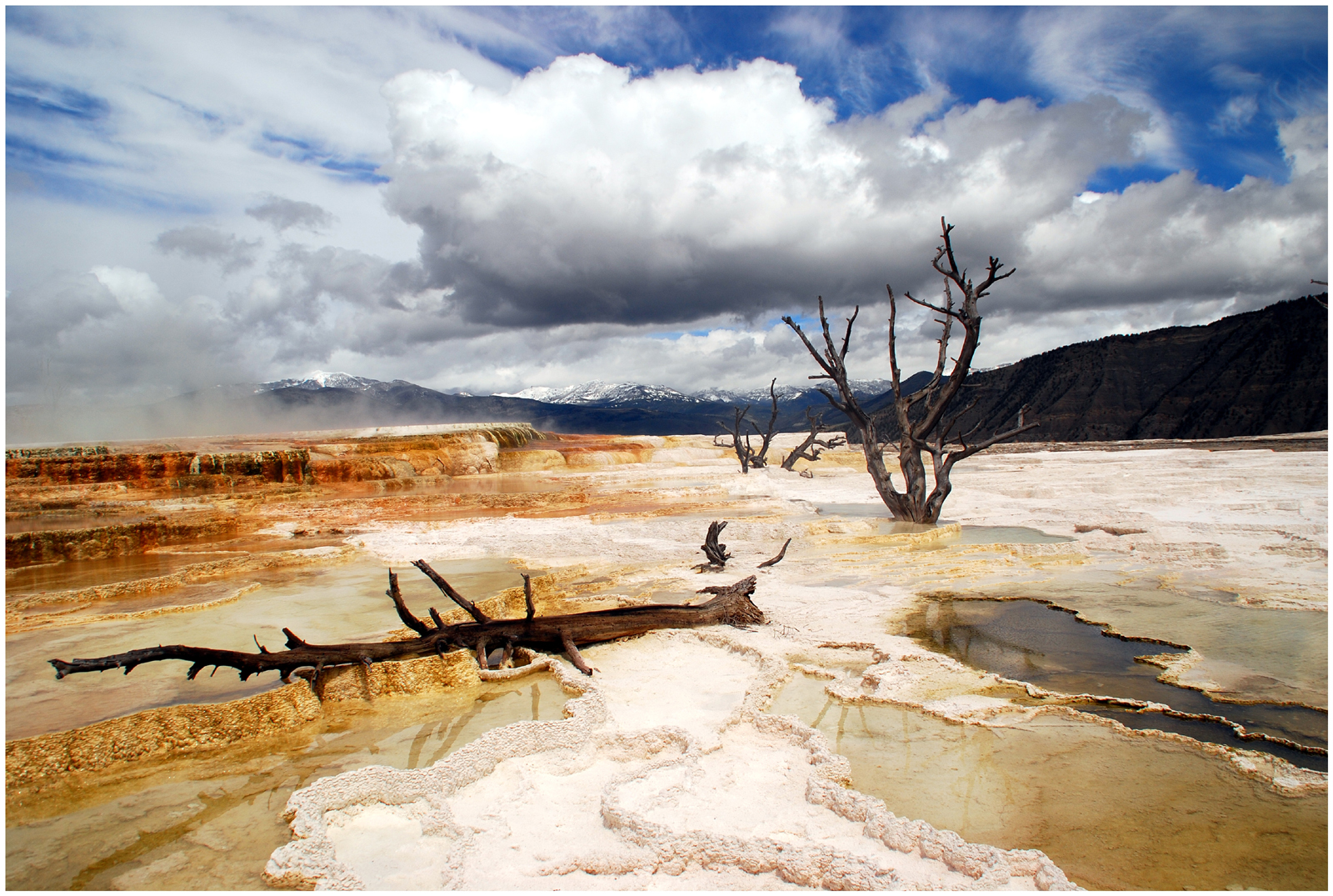 das etwas andere Dead Vlei - Mammoth Hot Springs, Yellowstone