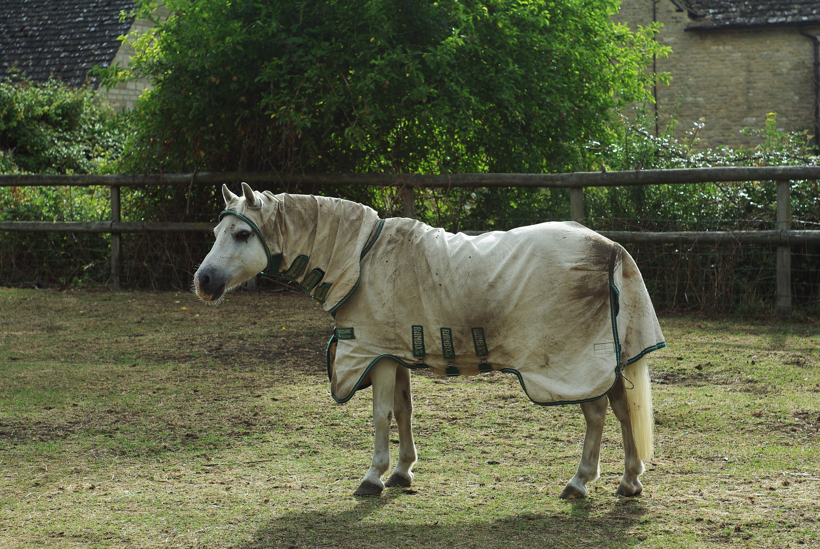 Das etwas andere Fashion-Pferd!