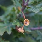 das etwas andere Herbstblümchen