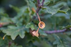 das etwas andere Herbstblümchen