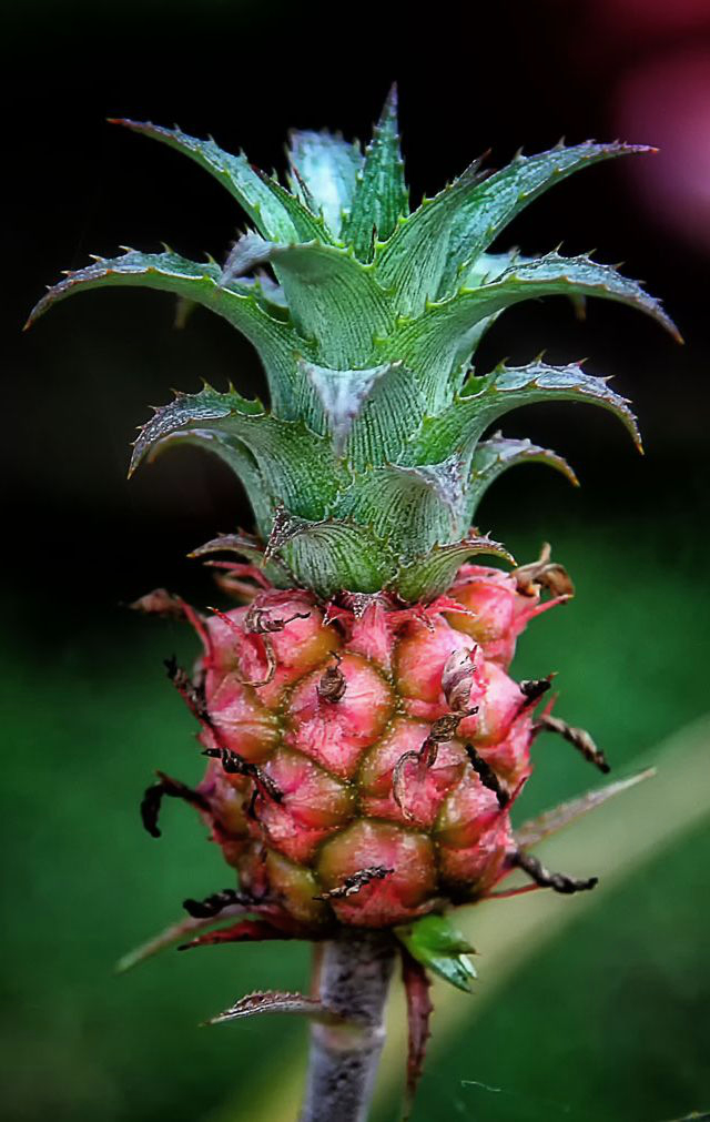 Das etwas andere Mittwochsblümchen