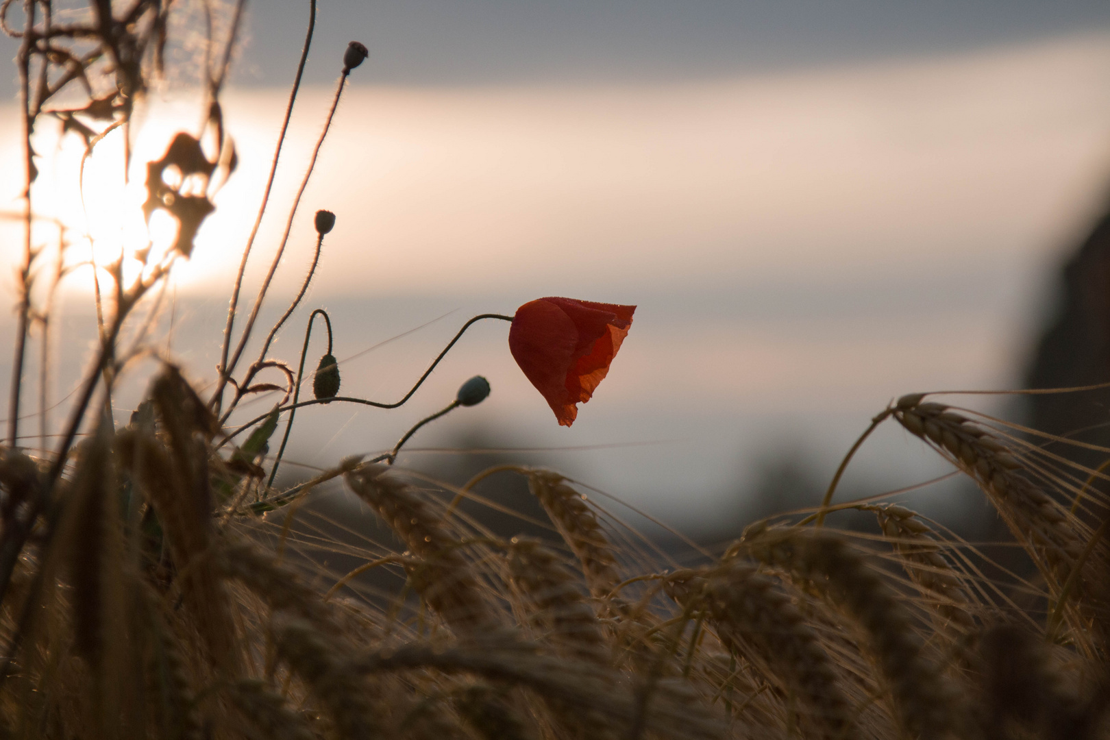 Das etwas andere Morgenrot