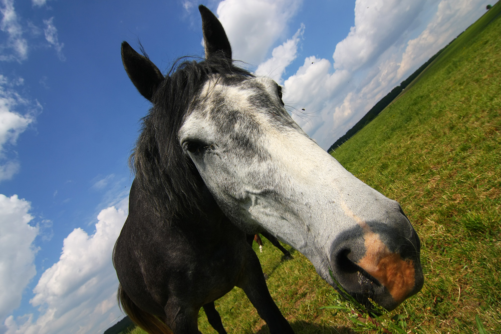 Das etwas andere Pferdeportrait