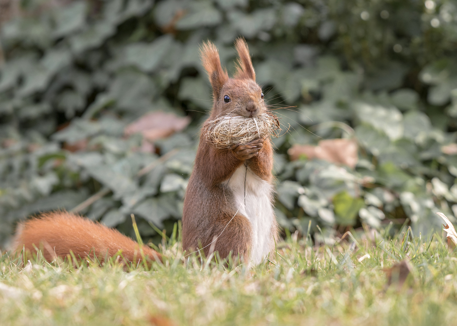 Das Eurasische Eichhörnchen (Sciurus vulgaris)