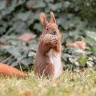 Das Eurasische Eichhörnchen (Sciurus vulgaris)