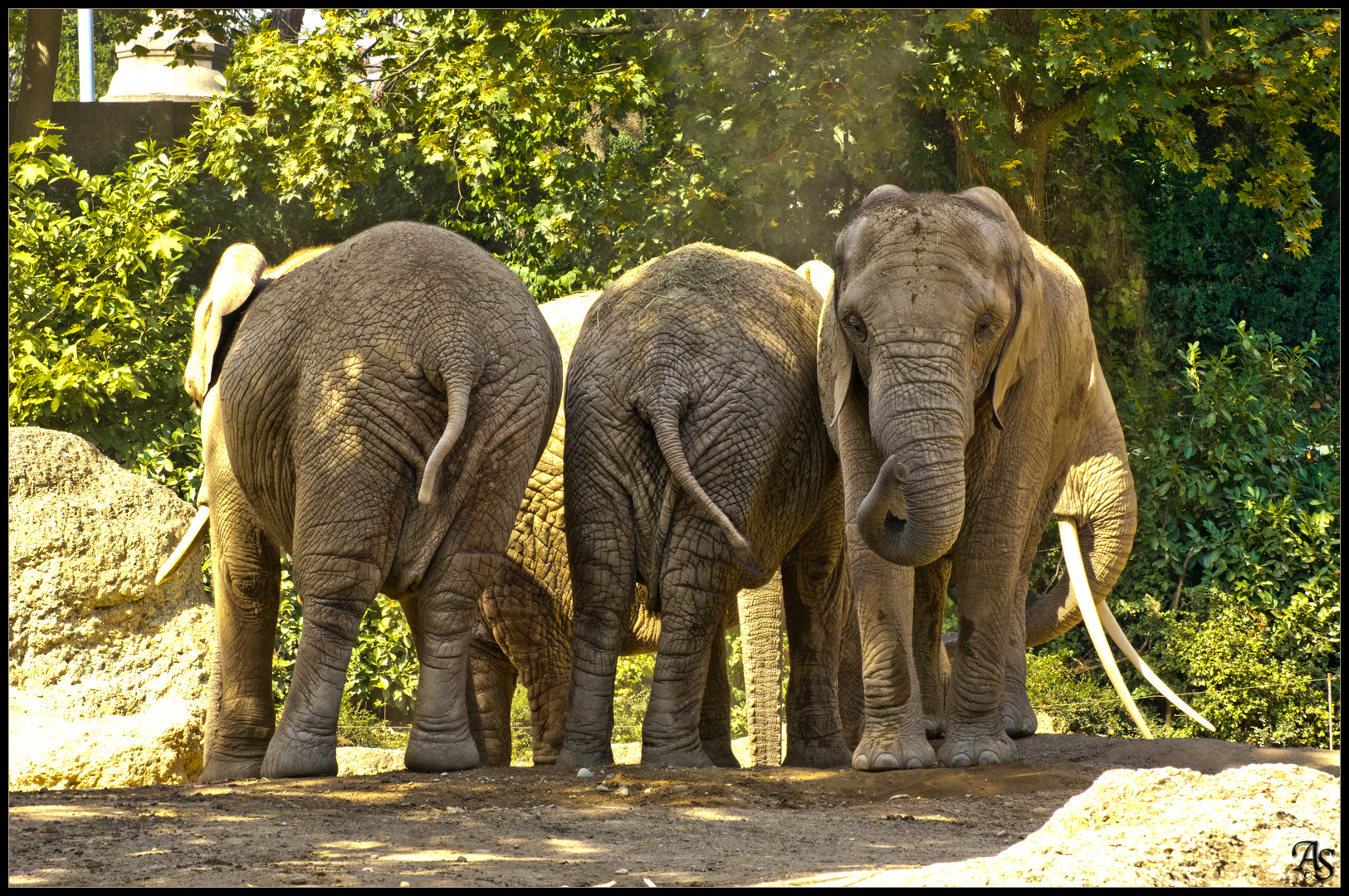 Das ewige Leid der Tierfotografie: Einer muss immer verkehrt sein...