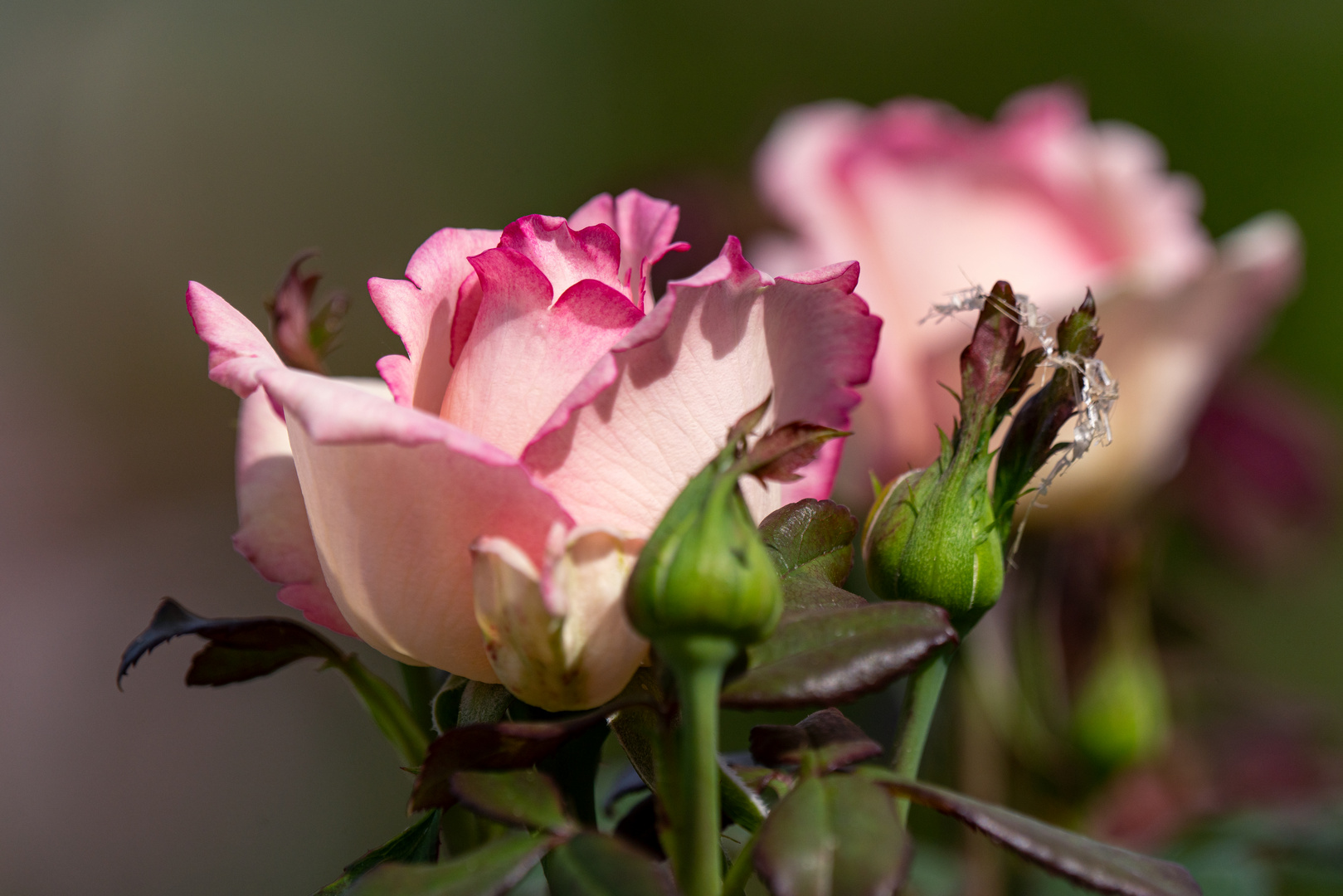 Das ewige Thema - Rosen