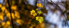 … Das Fähnlein der fünf Aufrechten …