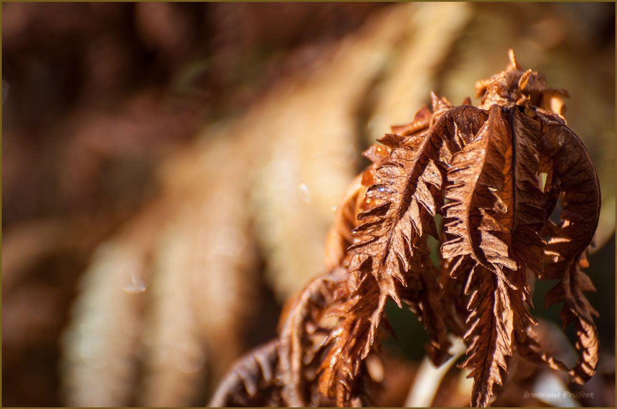 das Fahnkraut in seiner Herbstfarbe