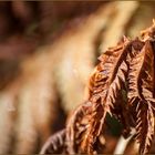 das Fahnkraut in seiner Herbstfarbe