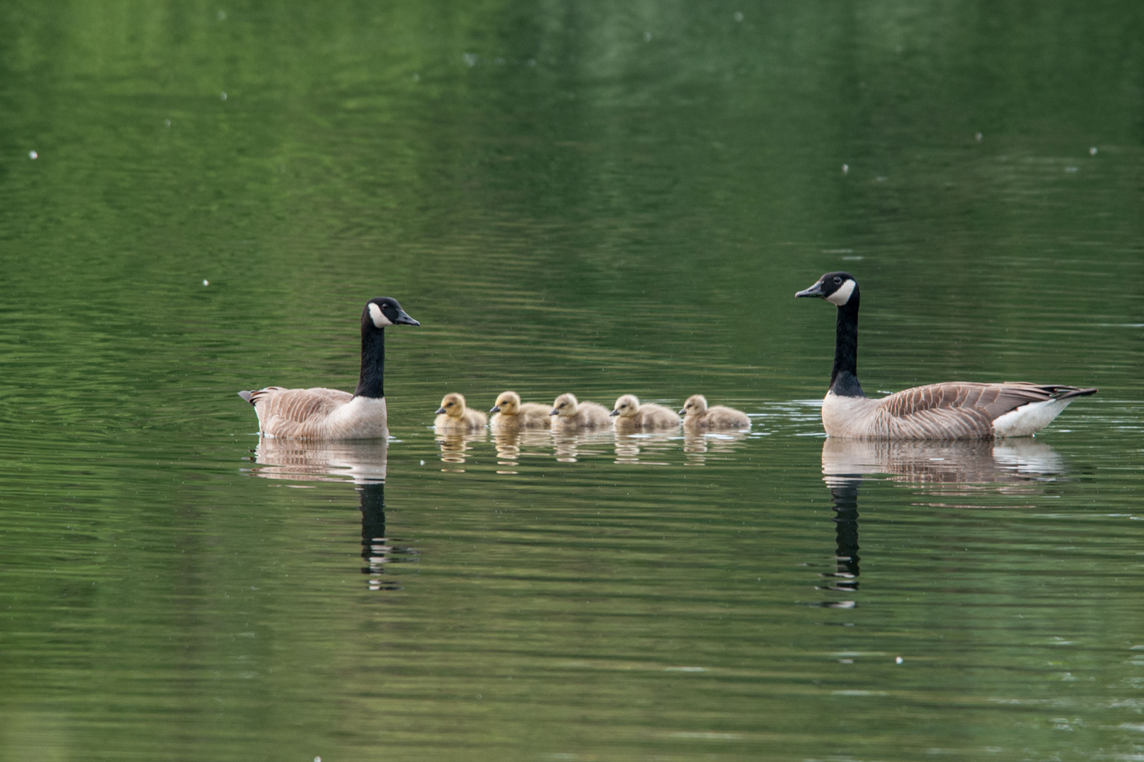 Das Familienfoto