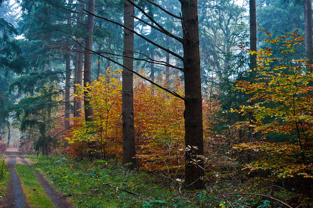 Das (Farb-) Rauschen im Walde