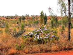 das farbenfrohe Hinterland von Australien 