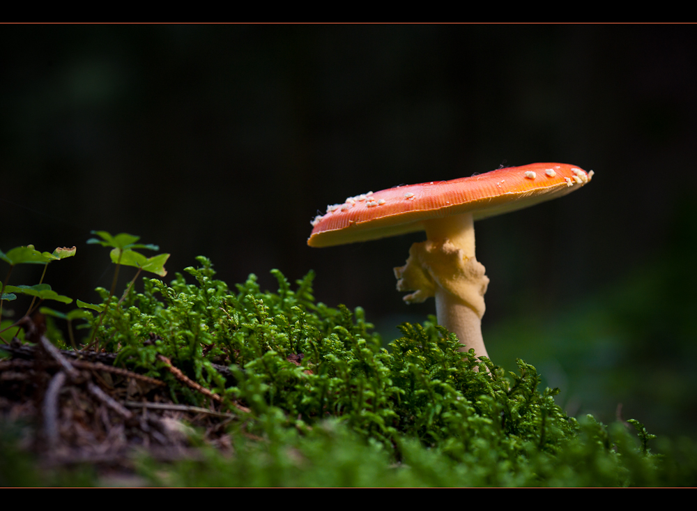 Das Farbenspiel der Natur