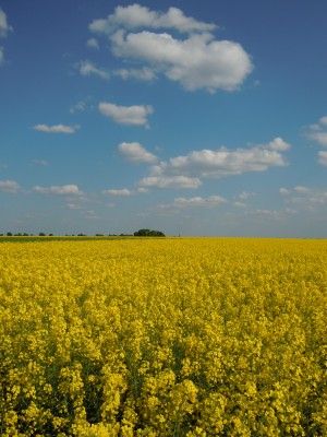 Das Farbenspiel der schönen Natur