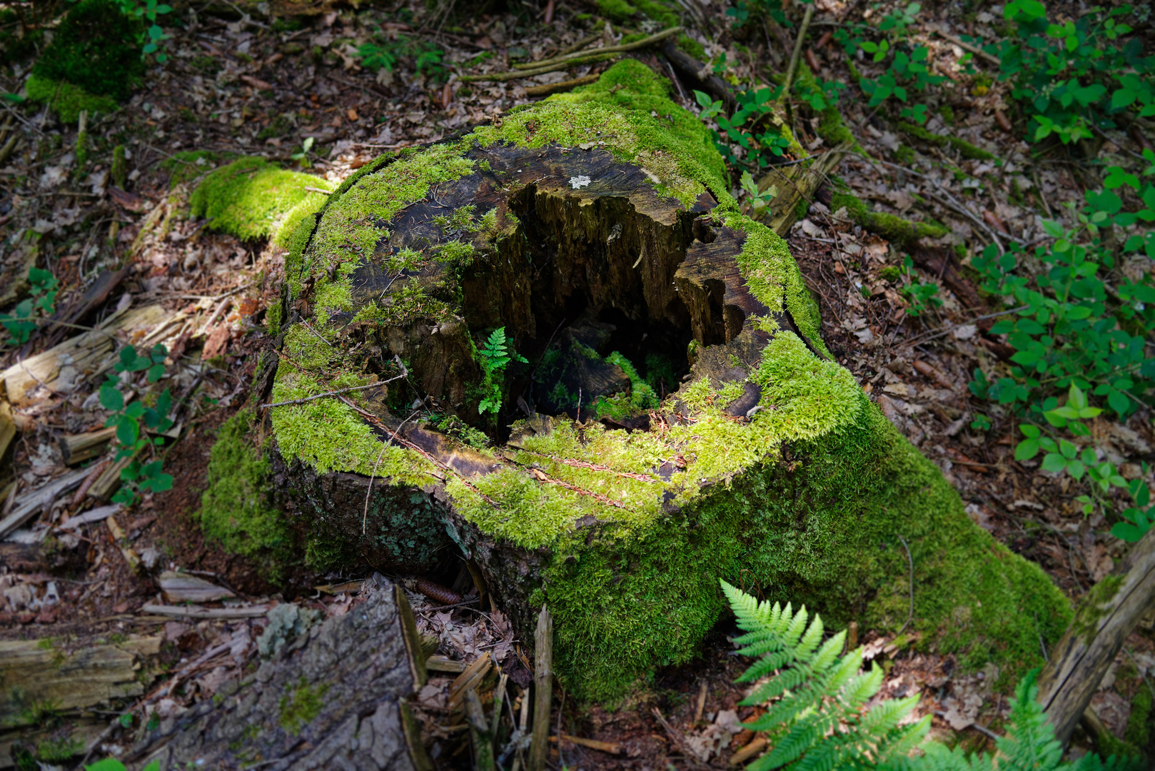 Das Farn im Baumstumpf