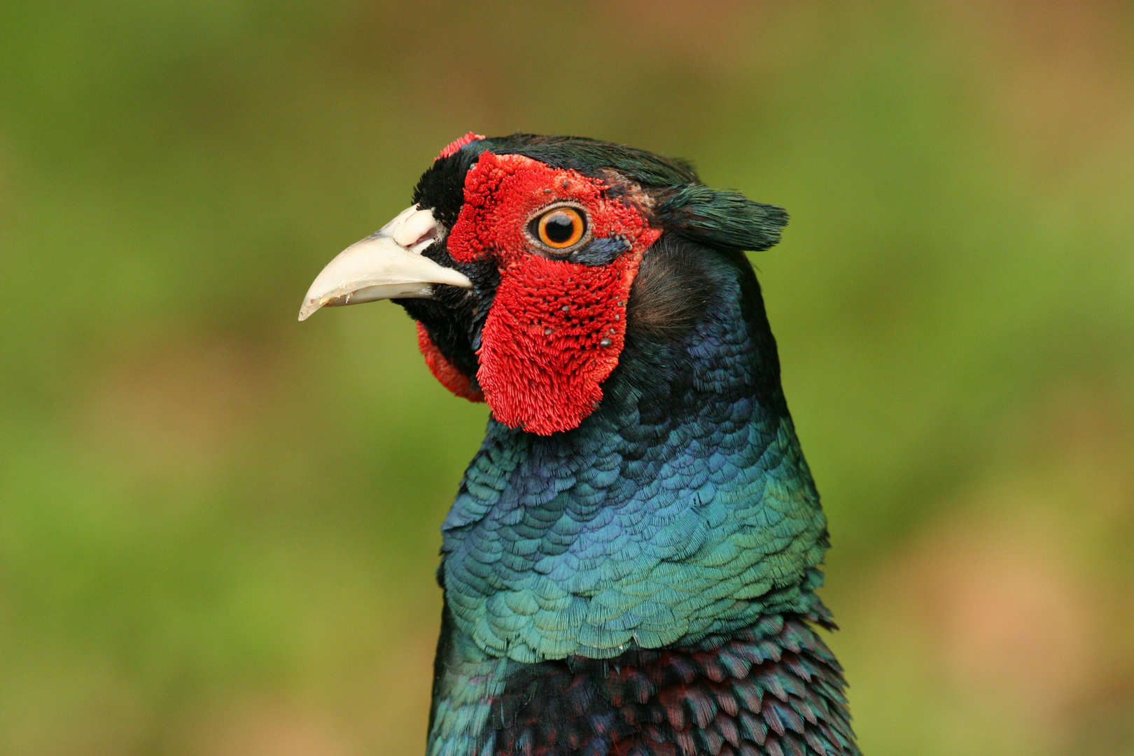 Das Fasanen Portrait Foto &amp; Bild | tiere, natur Bilder auf fotocommunity