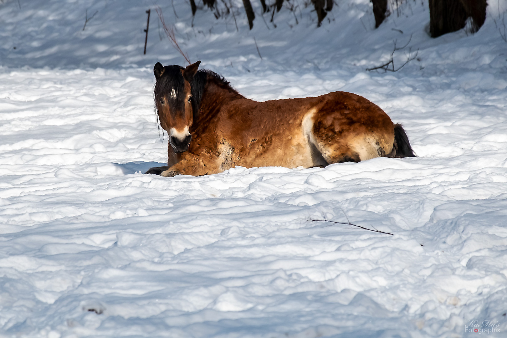 Das faule Schneepferdchen