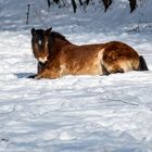 Das faule Schneepferdchen