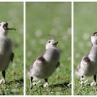 Das Federbällchen und der Regenwurm