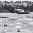 Das Federvieh fühlt sich auf dem Eis anscheinend wohl