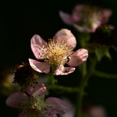 Das feine Leuchten der Brombeerblüten im Licht hab ich immer gern gemocht . . .